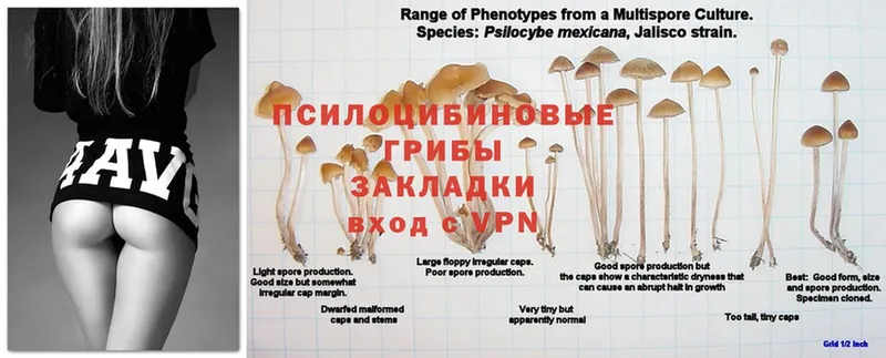 Псилоцибиновые грибы Psilocybe  Дорогобуж 